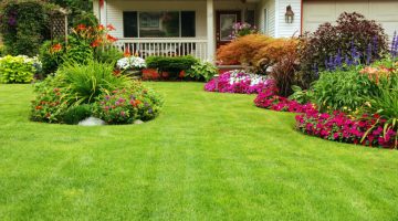 Summer Lawn Care