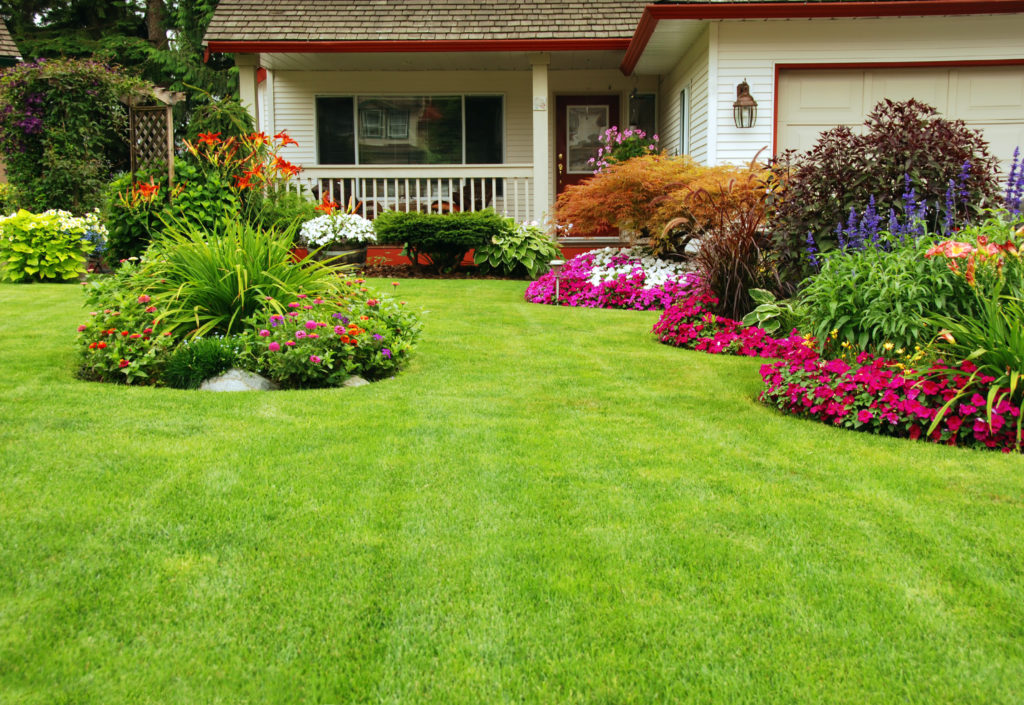 Summer Lawn Care